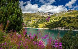 Épilobes et montagnes