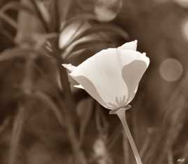 Transparence d'eschscholtzia sépia