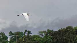 Grande Aigrette
