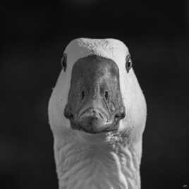Le regard