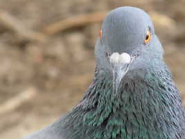 pigeon