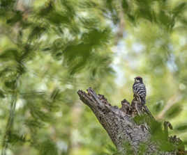 Le monde des oiseaux !