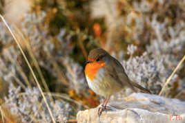 Et moi , je peux avoir ma photo aussi