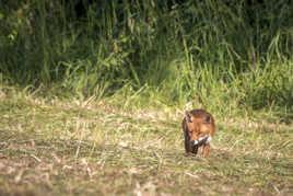 Je vais l'choper !!!
