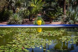 Jaune Majorelle