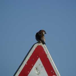 le moineau de ces eaux