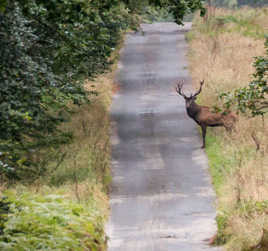 Brame du cerf