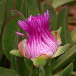 Eclosion imminente