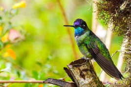 Colibri un matin froid