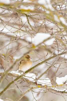 Pinso, des arbres