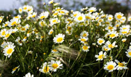 Marguerites.... Printemps...Printemps