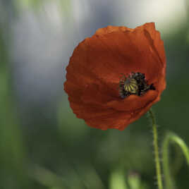 Coquelicot