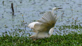 Alerte ils reviennent !!!!