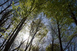 renaissance de branches