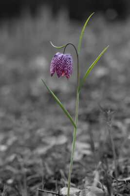 Fritillaire pintade 2026