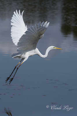 Envol - Grande aigrette