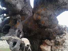 un arbre particulier