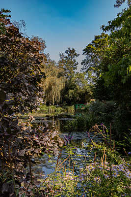 le fouillis bassin aux nymphéas jardin de C. Monet