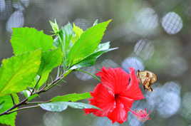 Le papillon et l'hibiscus