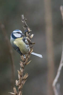 Mésange bleue