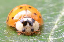 Coccinelle asiatique