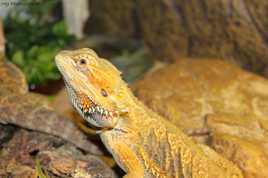 pogona