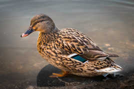 Canard