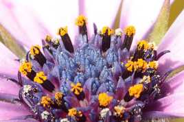 Des fleurs dans une fleur