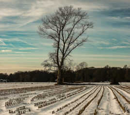 Vestige cultural hivernal