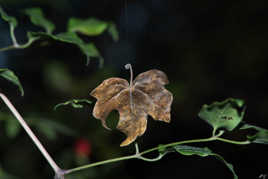 Feuille d'automne