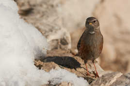 Entre neige et terre...