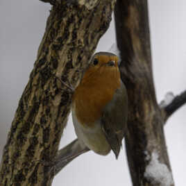 Le Rouge-gorge familier et le blanc de l'hiver
