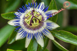 Fruit de la passion (bientôt...)