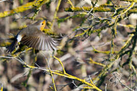 Rouge gorge à l'envol ou à l'atterrissage