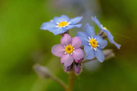 Myosotis