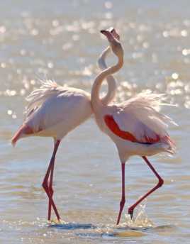 je t aime moi non plus