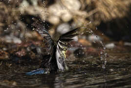 L’oiseau qui se prenait pour un dauphin