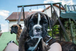 mais c'est quoi ce truc ???