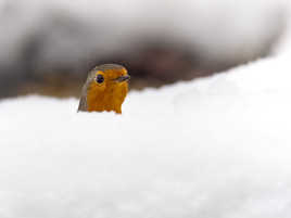 le chasse neige n'est pas passé partout !