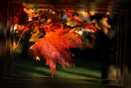 Grain de folie automnale !