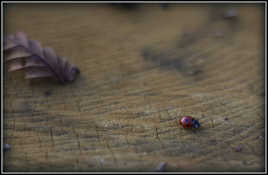 Ladybug