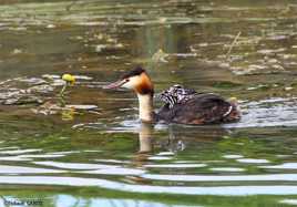 Maman grèbe huppé et ses petits