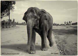 Chacun de son côté