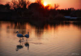 Le soir des flamants.