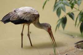 Abreuvoir pour petit & grand