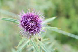 Flower of Scotland