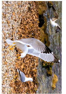 mouette