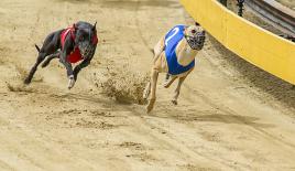 F1 de la nature en action