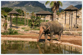 Le parc aux Eléphants