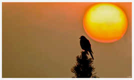 Grive musicienne Turdus philomelos - Song Thrush